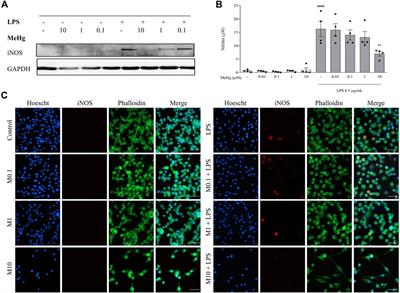 Necrotic-like BV-2 microglial cell death due to methylmercury exposure